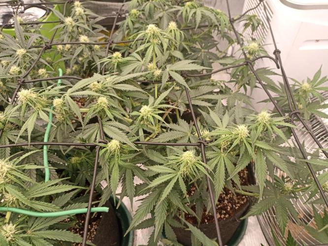 🍓 Strawberry Cheesecake Auto 🍰. Week 6