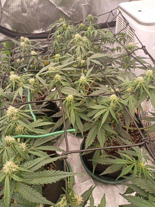 🍓 Strawberry Cheesecake Auto 🍰. Week 6