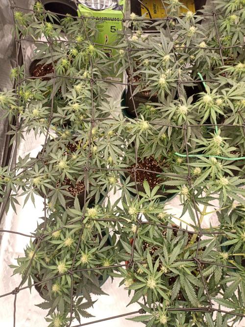 🍓 Strawberry Cheesecake Auto 🍰. Week 6