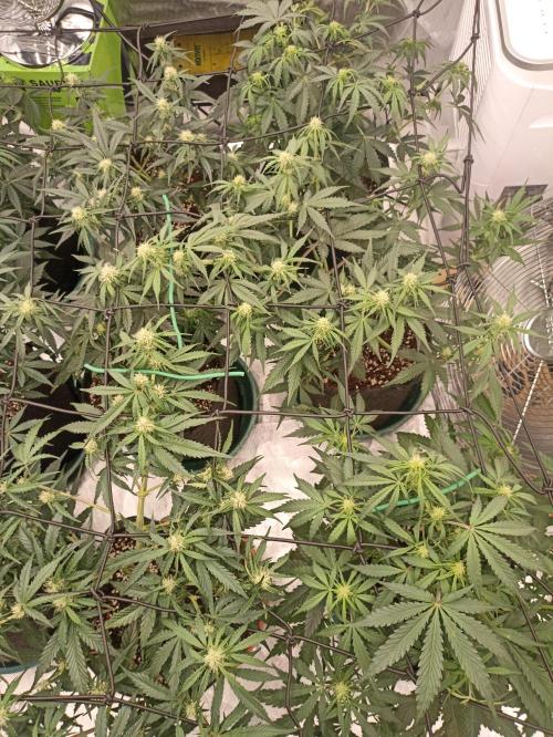 🍓 Strawberry Cheesecake Auto 🍰. Week 6