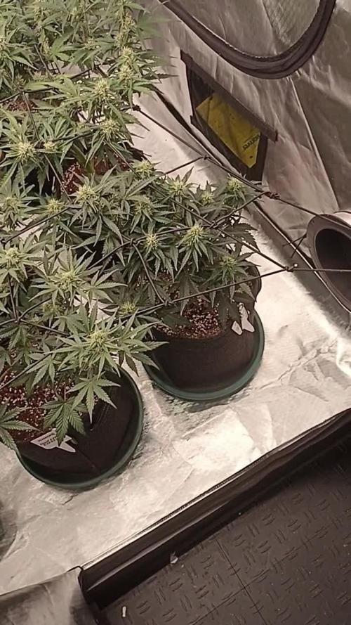 🍍 Pineapple Express Auto 🍍