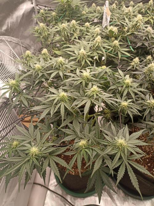 🍍 Pineapple Express Auto 🍍. Week 7