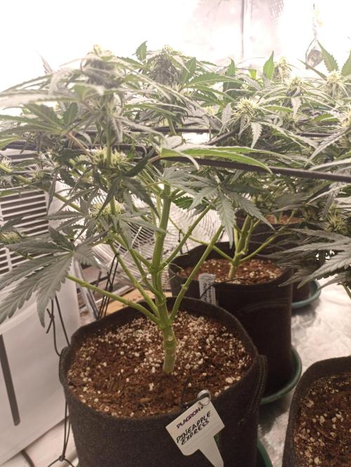 🍍 Pineapple Express Auto 🍍. Week 7