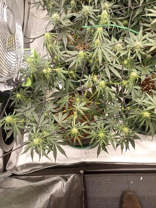 🍍 Pineapple Express Auto 🍍. Week 7