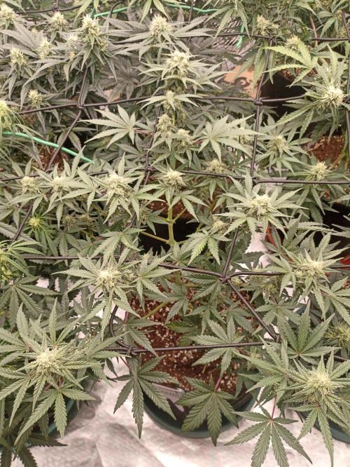 🍍 Pineapple Express Auto 🍍. Week 7