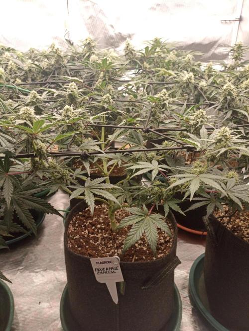 🍍 Pineapple Express Auto 🍍. Week 7