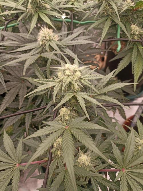 🍍 Pineapple Express Auto 🍍. Week 7