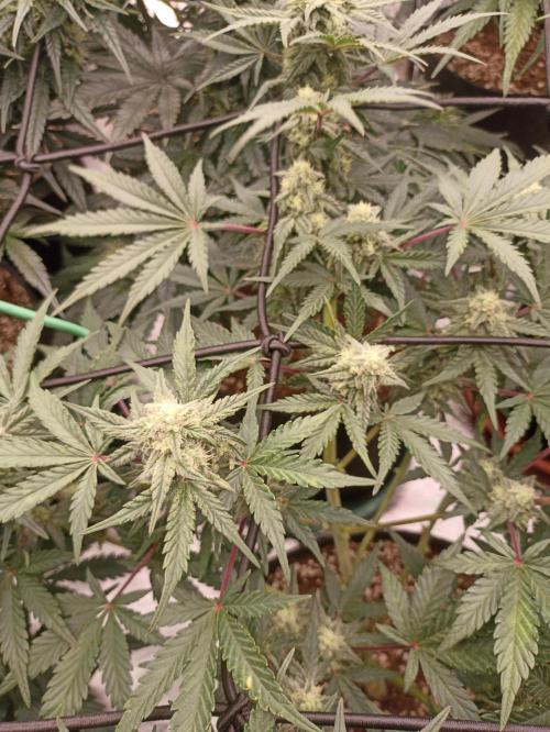 🍍 Pineapple Express Auto 🍍. Week 7