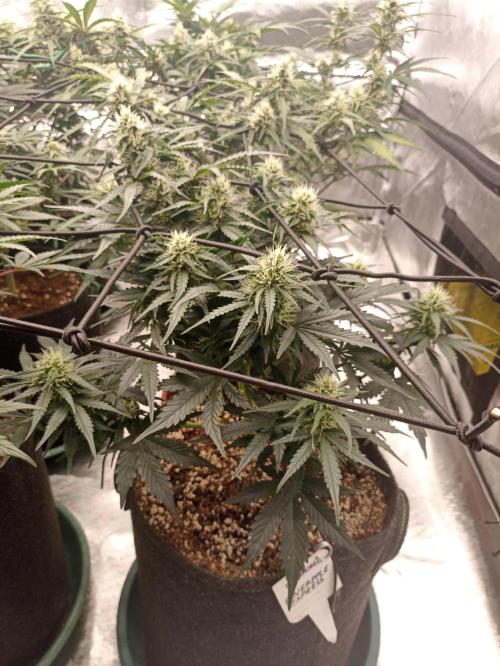 🍍 Pineapple Express Auto 🍍. Week 7