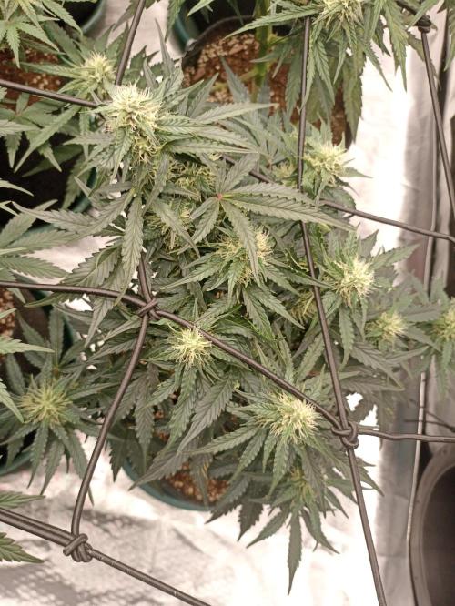 🍍 Pineapple Express Auto 🍍. Week 7