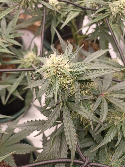 🍍 Pineapple Express Auto 🍍. Week 7