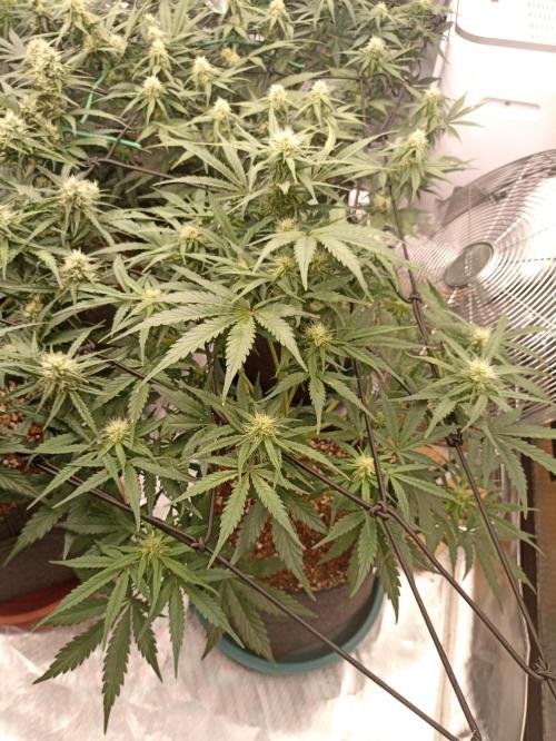 🍍 Pineapple Express Auto 🍍. Week 7