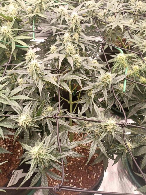 🐺 Dognabis#19A 🐺. Week 7