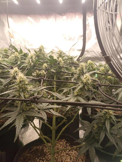 🐺 Dognabis#19A 🐺. Week 7