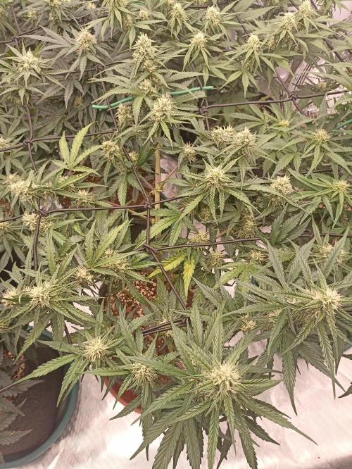 🐺 Dognabis#19A 🐺. Week 7