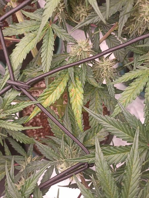 🐺 Dognabis#19A 🐺. Week 7