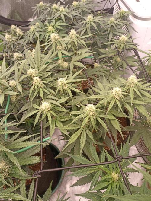 🍓 Strawberry Cheesecake Auto 🍰. Week 7