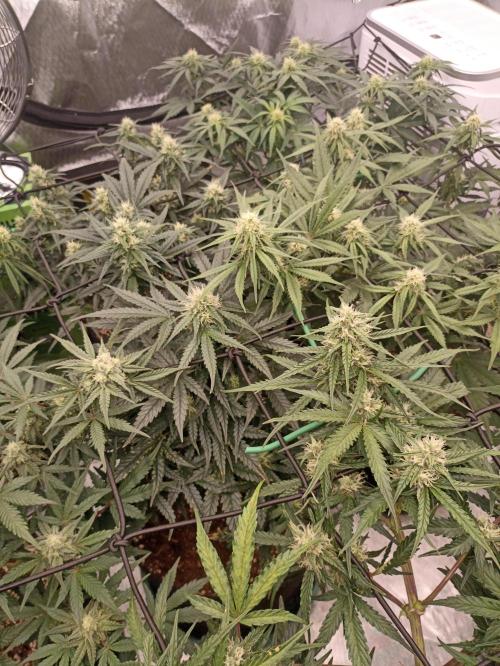 🍓 Strawberry Cheesecake Auto 🍰. Week 7