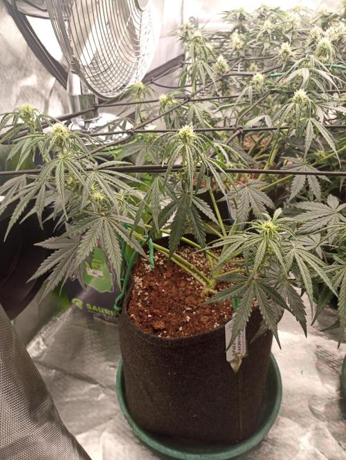 🍓 Strawberry Cheesecake Auto 🍰. Week 7