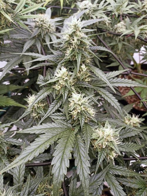 🐺 Dognabis#19A 🐺. Week 8