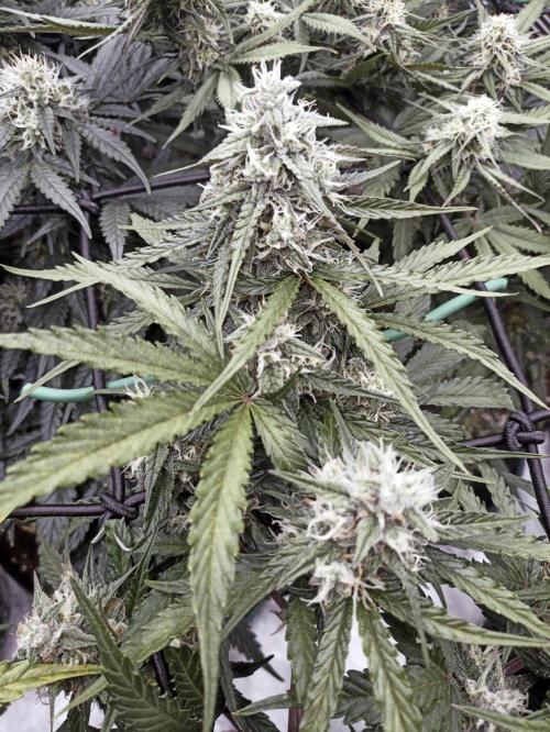 🐺 Dognabis#19A 🐺. Week 8