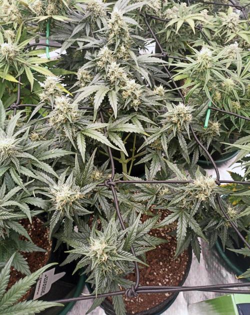 🐺 Dognabis#19A 🐺. Week 8