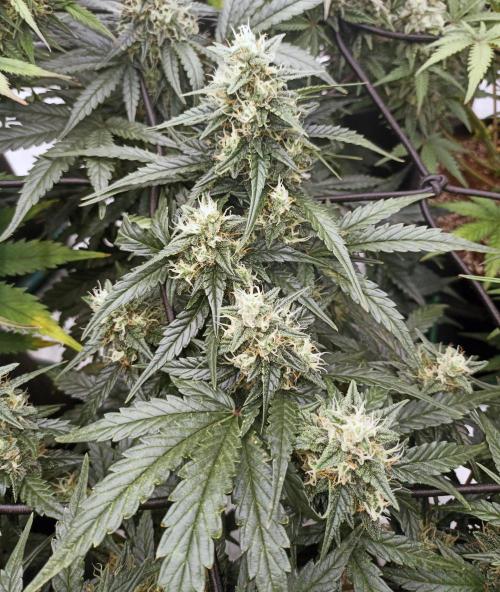 🐺 Dognabis#19A 🐺. Week 8