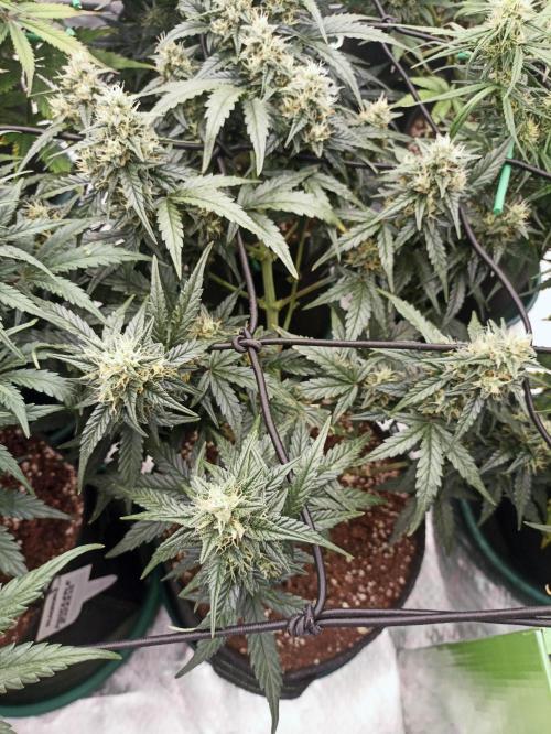 🐺 Dognabis#19A 🐺. Week 8