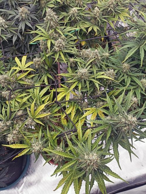 🐺 Dognabis#19A 🐺. Week 8