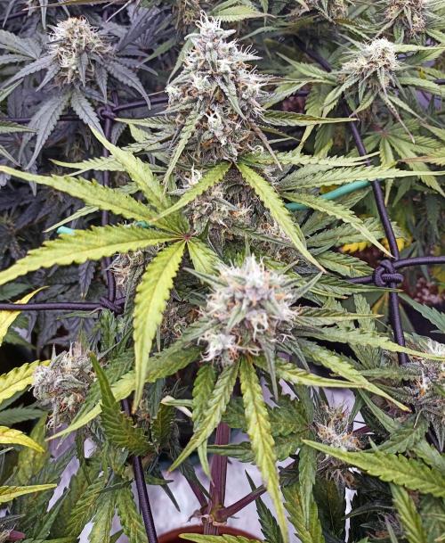 🐺 Dognabis#19A 🐺. Week 8