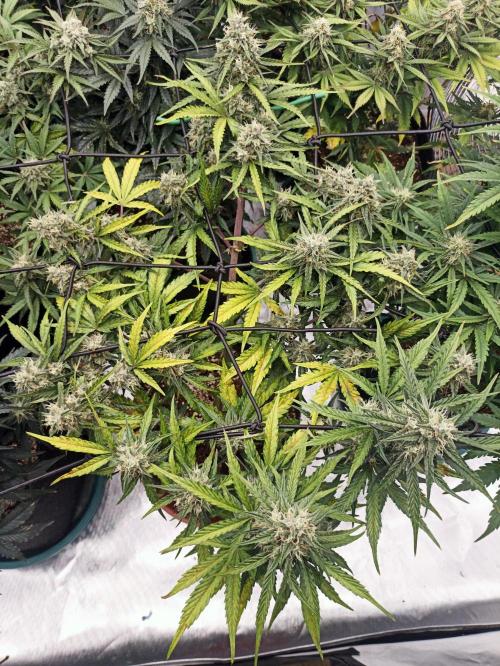 🐺 Dognabis#19A 🐺. Week 8