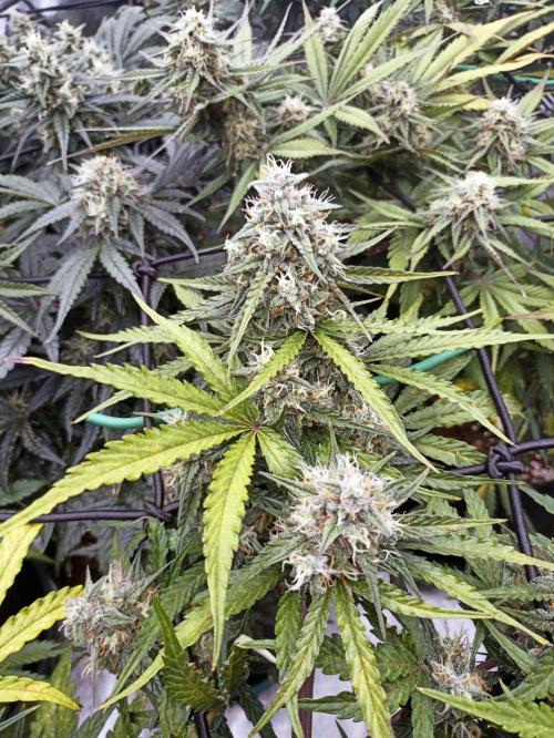 🐺 Dognabis#19A 🐺. Week 8