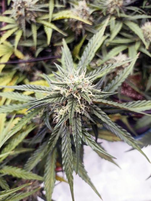 🐺 Dognabis#19A 🐺. Week 8