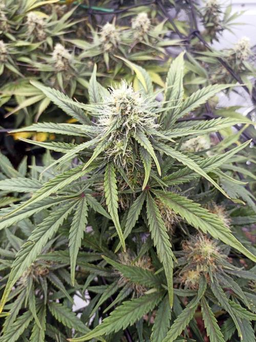 🍍 Pineapple Express Auto 🍍. Week 8