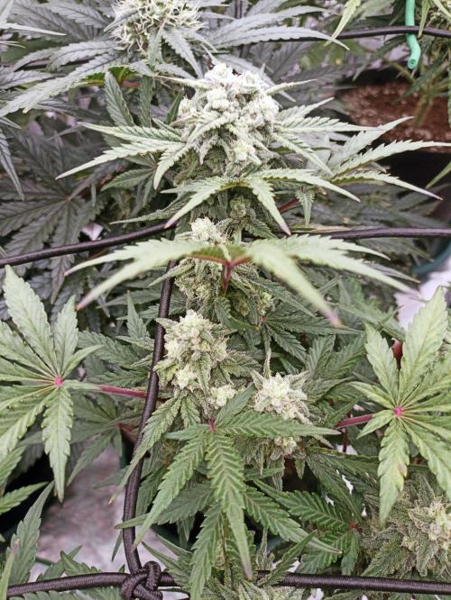 🍍 Pineapple Express Auto 🍍. Week 8