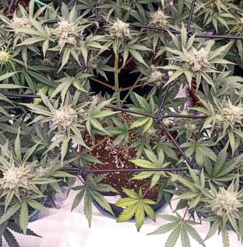 🍍 Pineapple Express Auto 🍍. Week 8