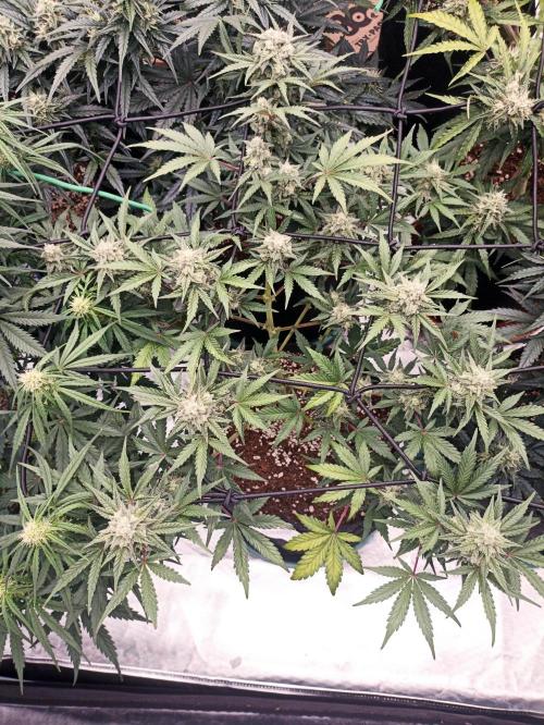 🍍 Pineapple Express Auto 🍍. Week 8