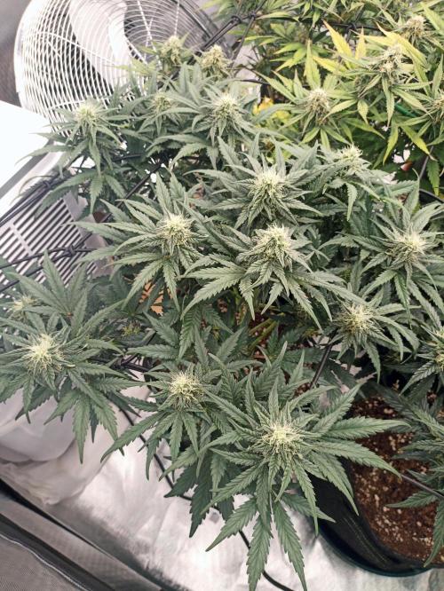 🍍 Pineapple Express Auto 🍍. Week 8