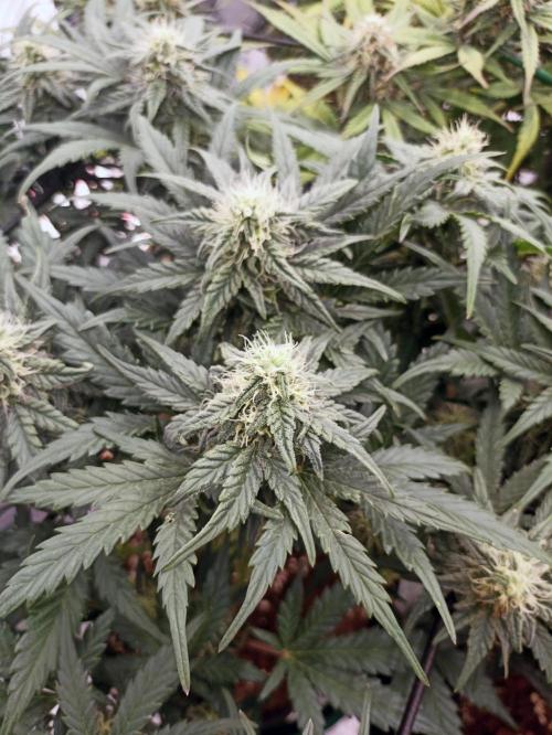 🍍 Pineapple Express Auto 🍍. Week 8