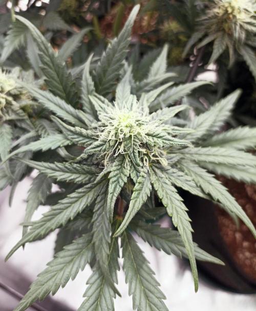 🍍 Pineapple Express Auto 🍍. Week 8