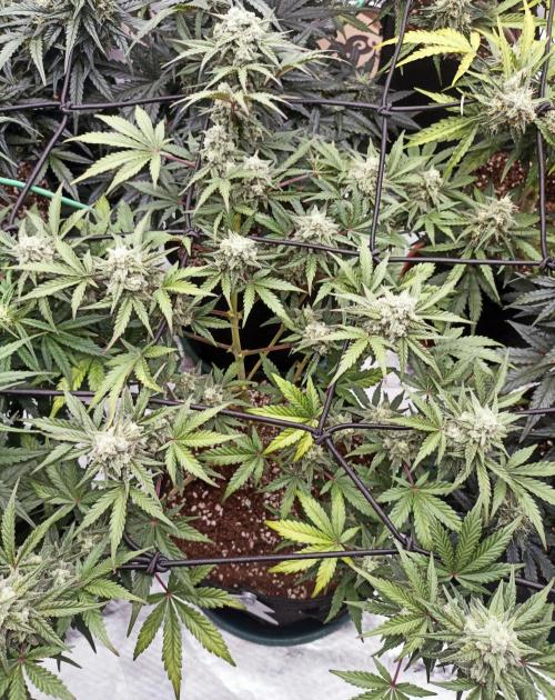 🍍 Pineapple Express Auto 🍍. Week 8