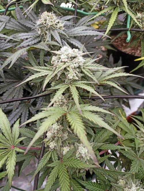 🍍 Pineapple Express Auto 🍍. Week 8