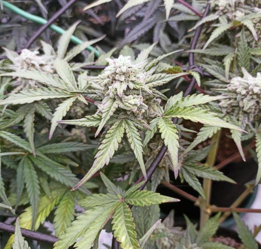 🍍 Pineapple Express Auto 🍍. Week 8