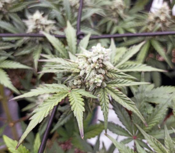 🍍 Pineapple Express Auto 🍍. Week 8