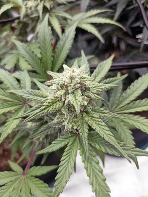 🍍 Pineapple Express Auto 🍍. Week 8