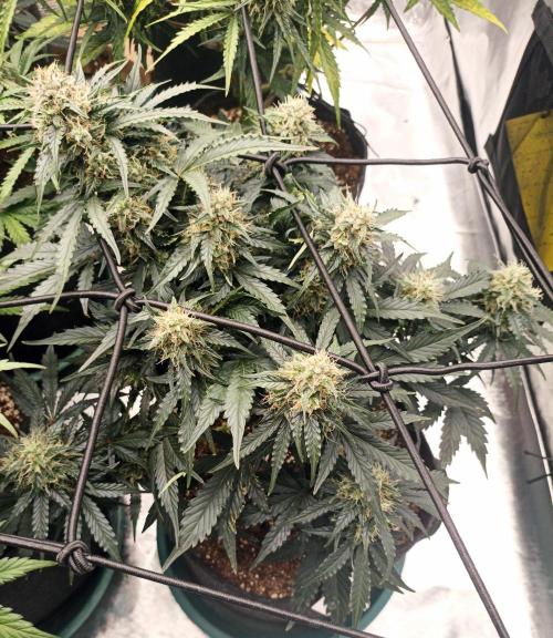 🍍 Pineapple Express Auto 🍍. Week 8