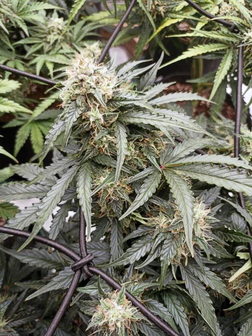 🍍 Pineapple Express Auto 🍍. Week 8