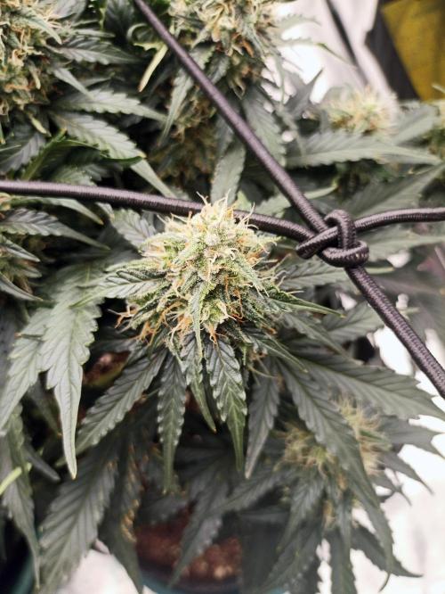 🍍 Pineapple Express Auto 🍍. Week 8