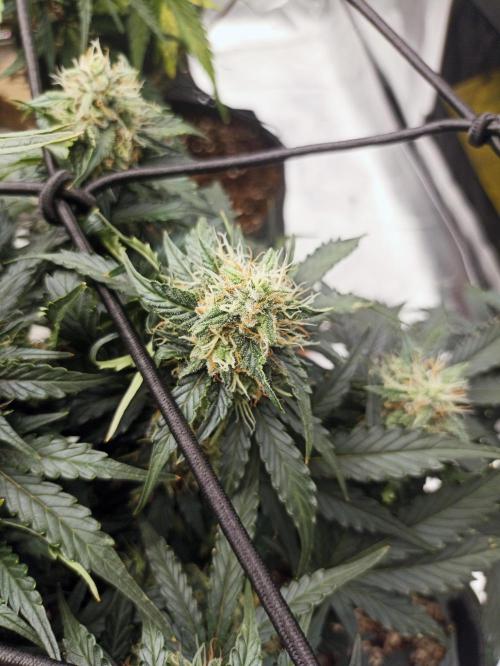 🍍 Pineapple Express Auto 🍍. Week 8