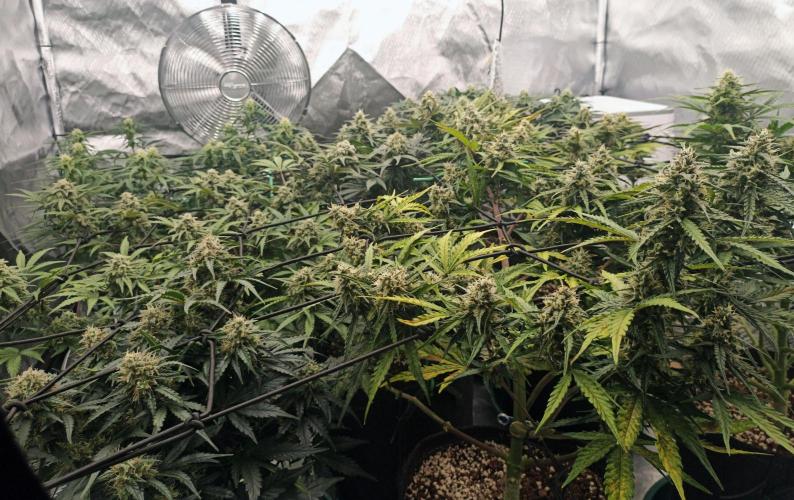 🍓 Strawberry Cheesecake Auto 🍰. Week 8